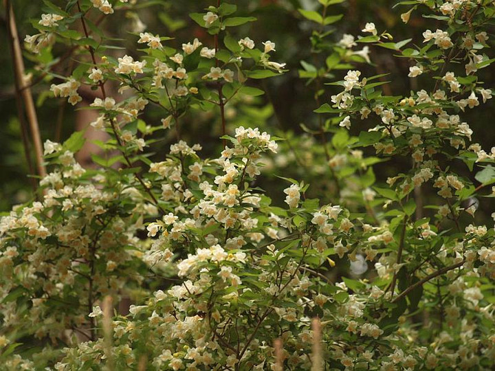 P5097523kotukubaneutugi