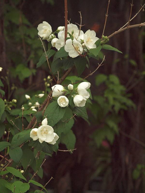 P5249516