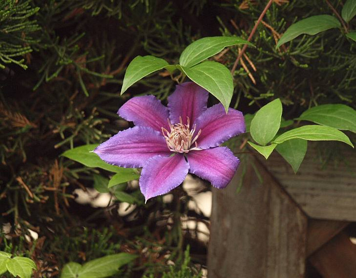 P5249556