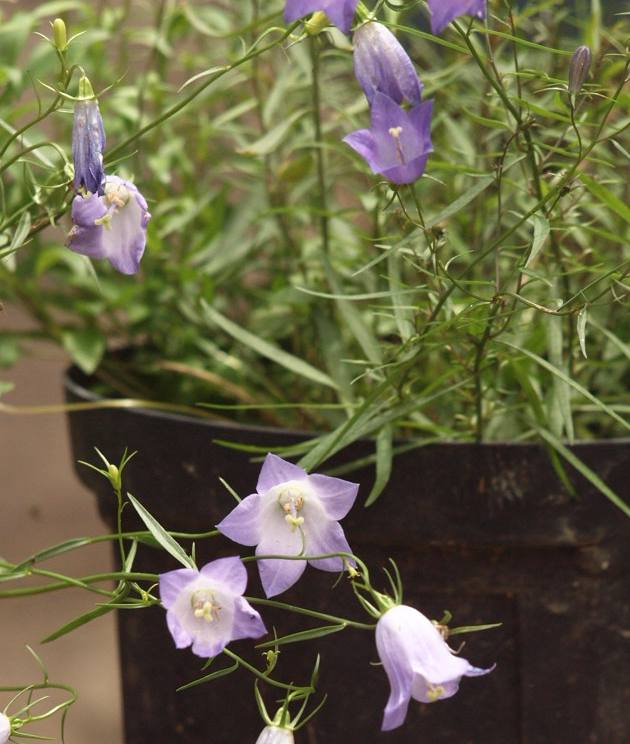 P5319967itosyajinnto