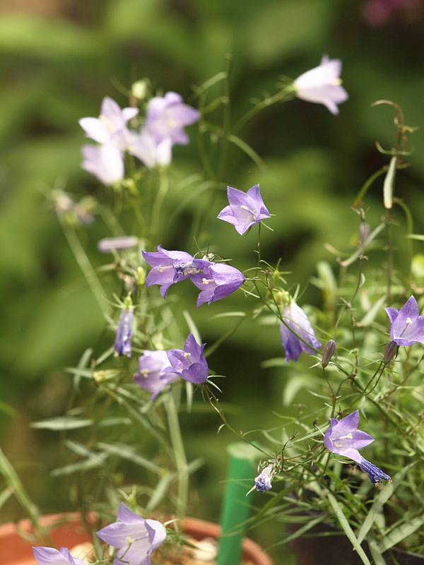 P5319969itosyajinnto