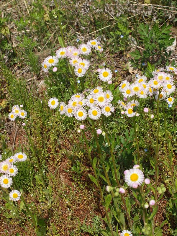 P5219141harujionn_tate