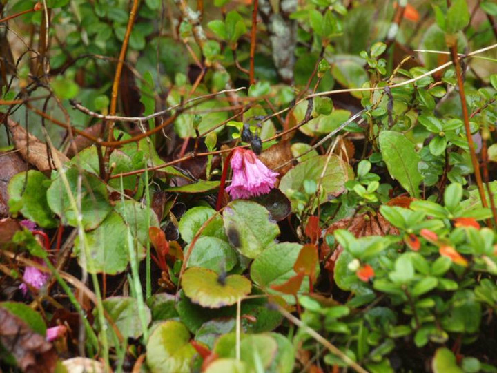 P5239227hoteruno_iwakagami_2