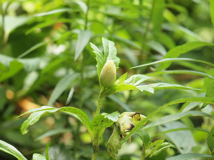 P6212741kuriro_haname