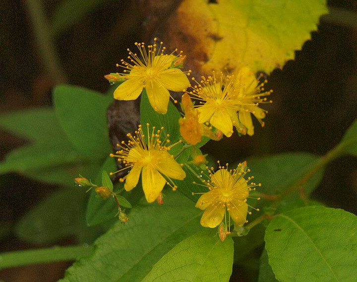 P7260174sinanootogiri