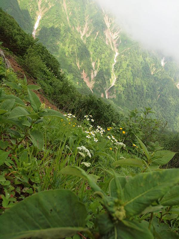 P7260577hakusannitigeto_ryousenn