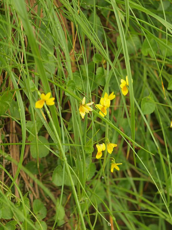 P7270807kbananokomanotume