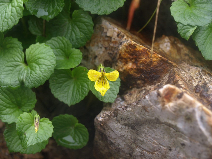 P7154900jiigatake_nosumire