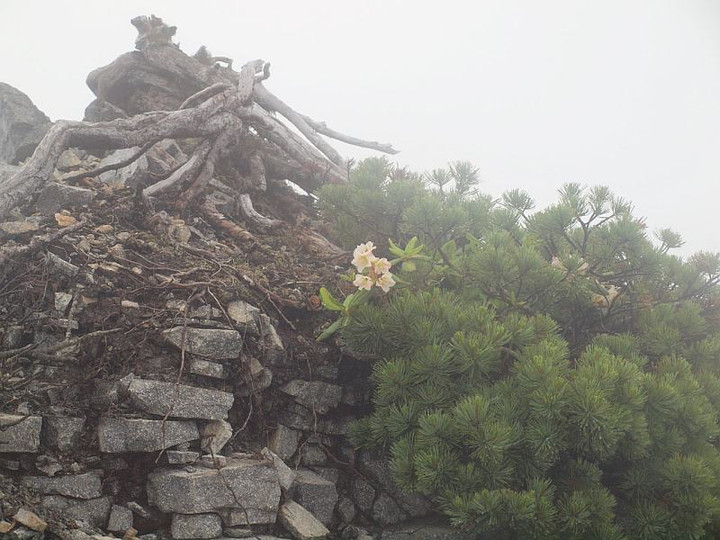 P7270961kiibnasyaakunage