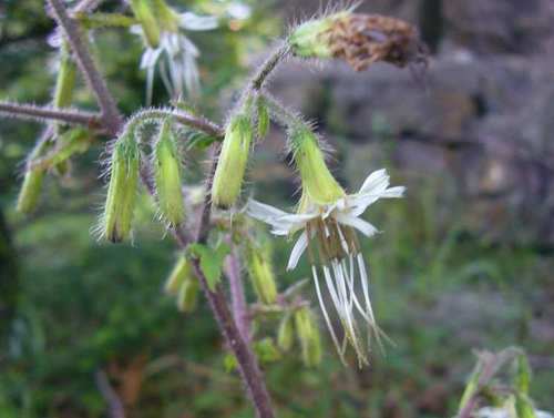 P1140604izennnohukuousou