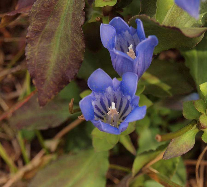 Pa076006asamarinndou_aobana_naibu