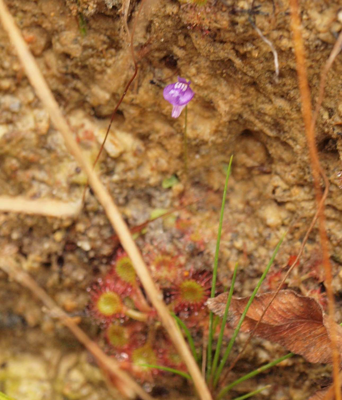 Pb078024hozakimimikaki