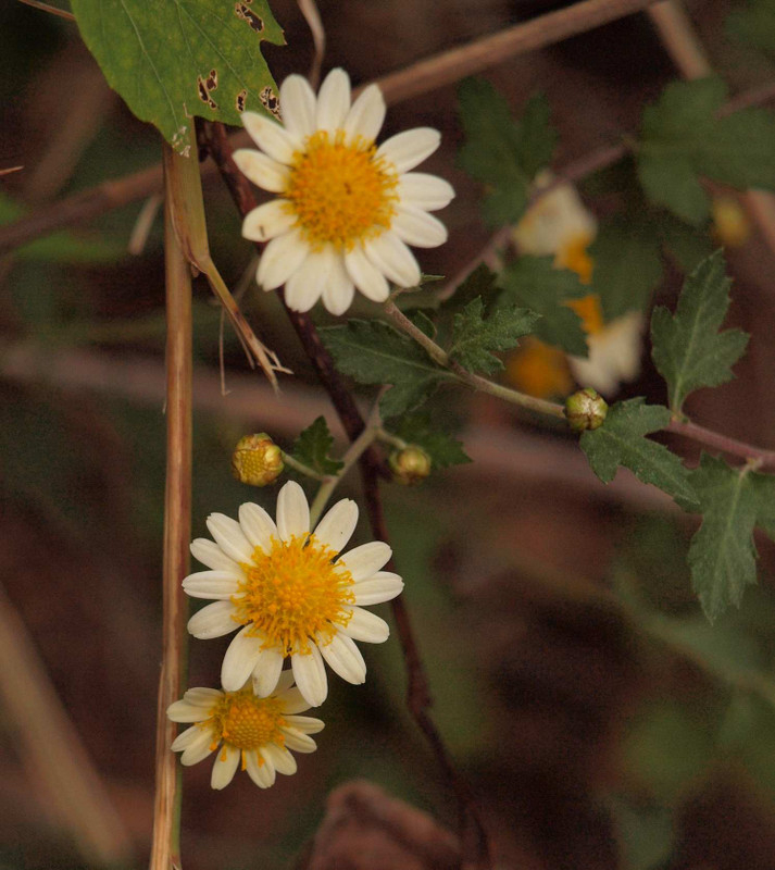 Pb098164kouzatu_kiku_happa