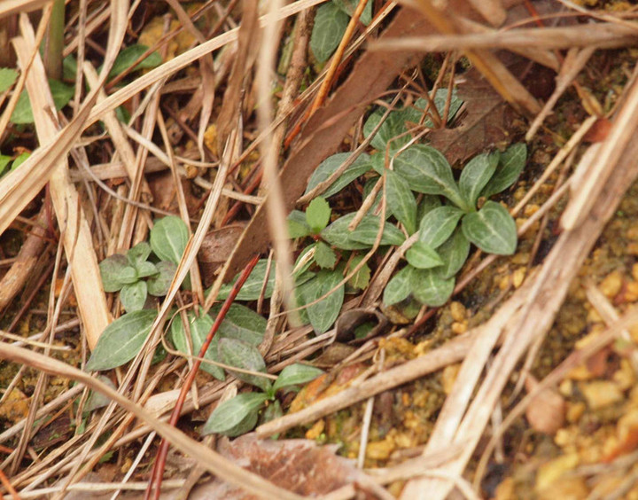 Pb078095sennburirozetto