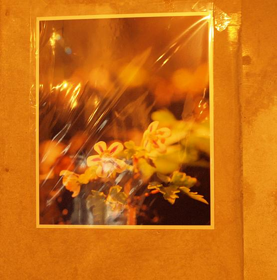 Pc110040saikokusabanoo