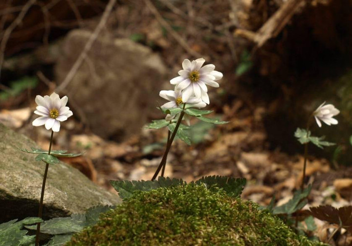 P4022423yukiwariitige_dai