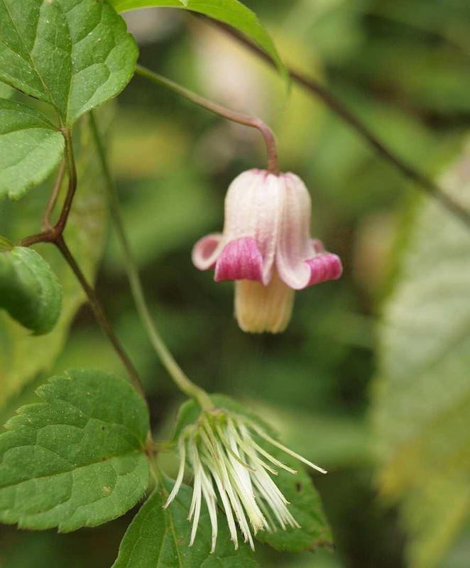 Pa075665takanehannsyoudurubi