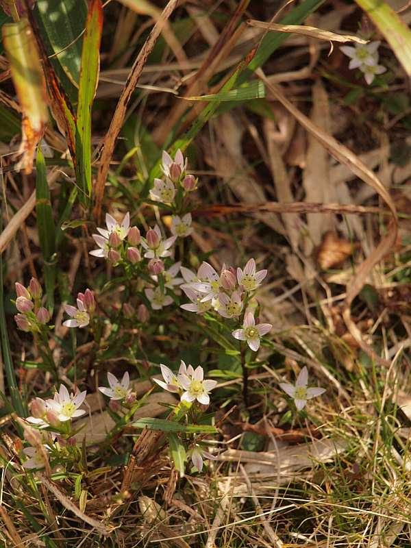 Pa076095senburi_ookabu