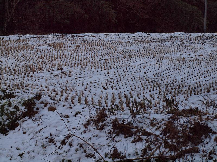 P1020646yukinotannbo