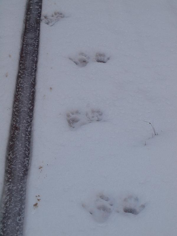 P1020665doubutunoasiato