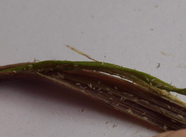 ムラサキセンブリ苗木 ムラサキセンブリ｜そだレポ（栽培レポート）by春ちゃん｜みんなの趣味