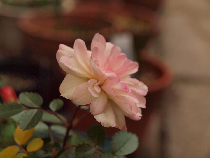 P1161215
