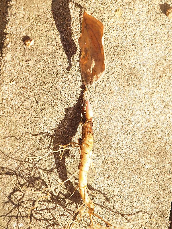 P1261510