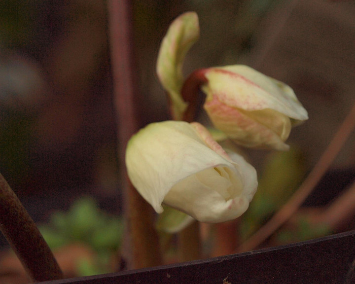 P1281568