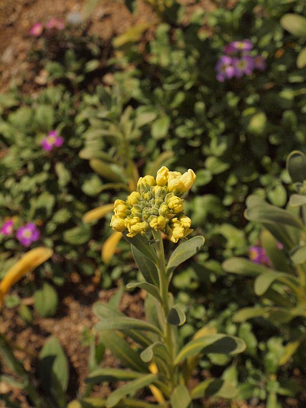 P2273045