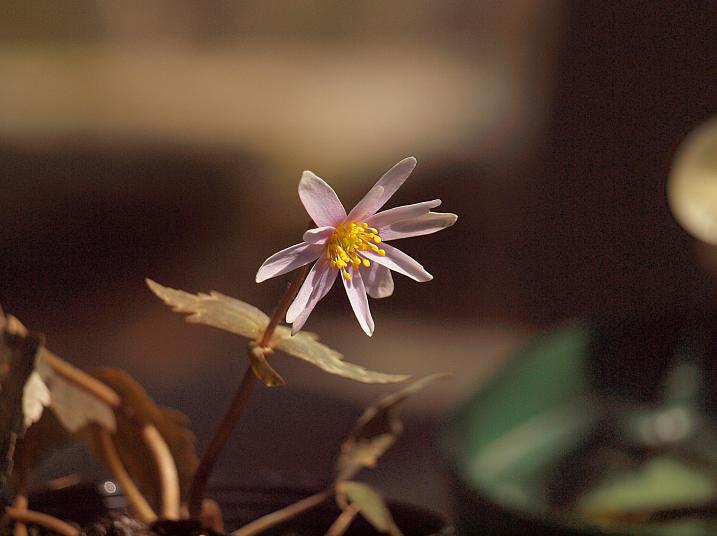 P3063693