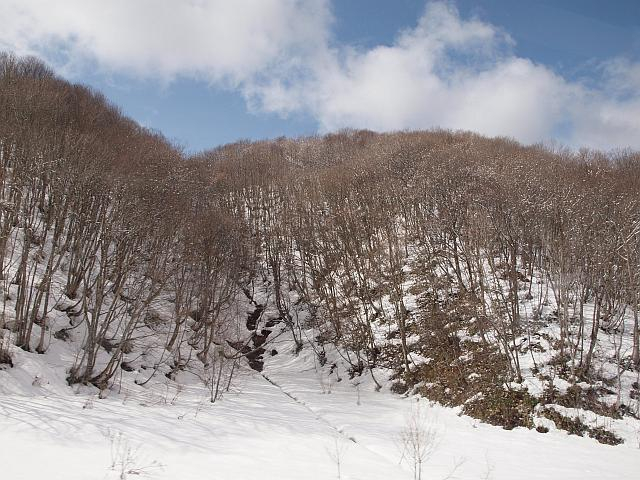 P3103923yukinozoukibayasi