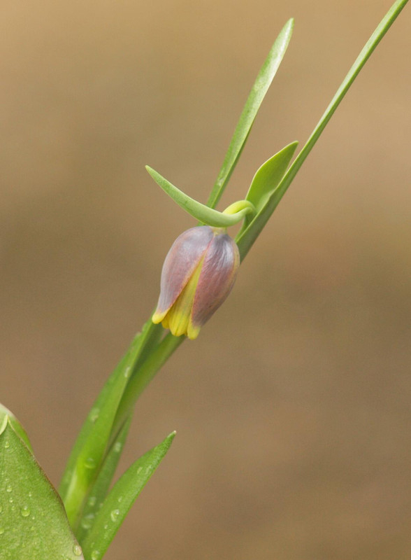 P3315727