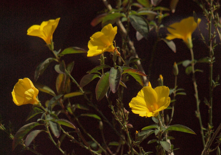 P4157634