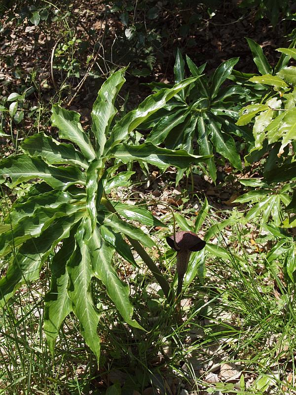 P4127066