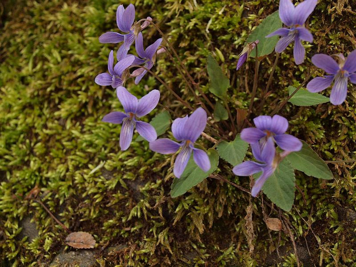 P4127115