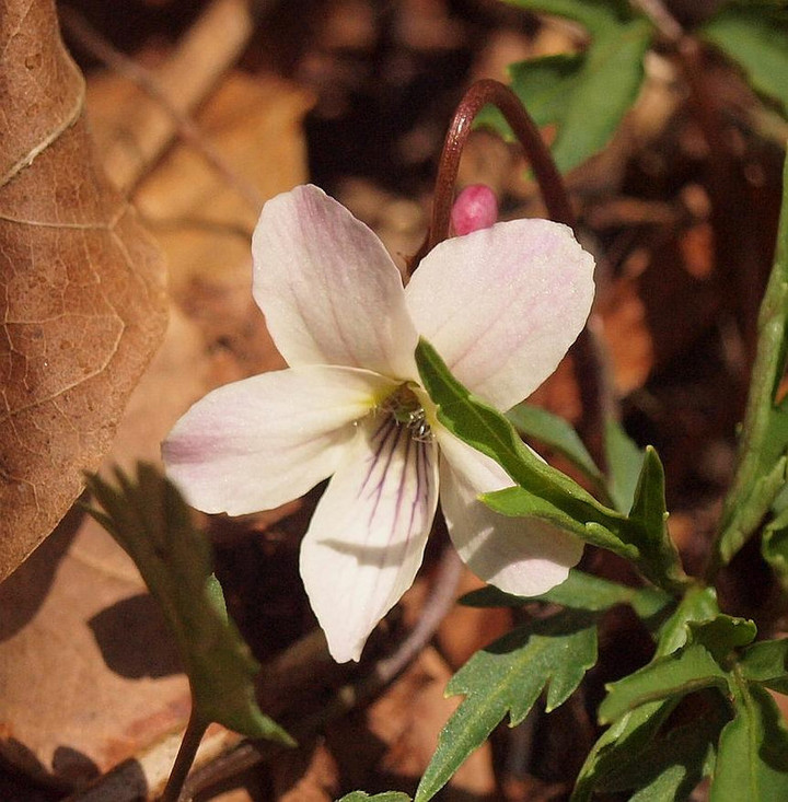 P4147505_3