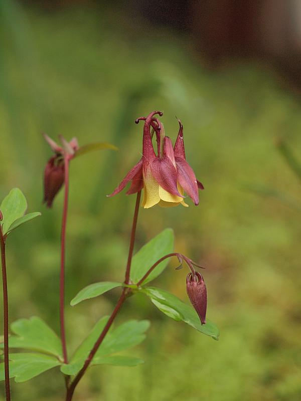P4228253