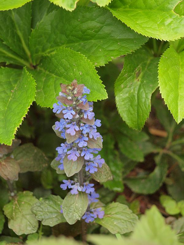 P4228254