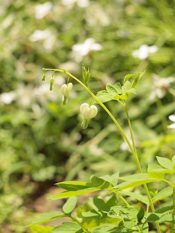 P4238301