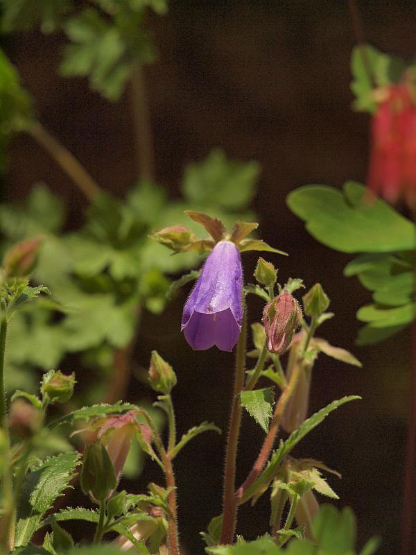 P4238304