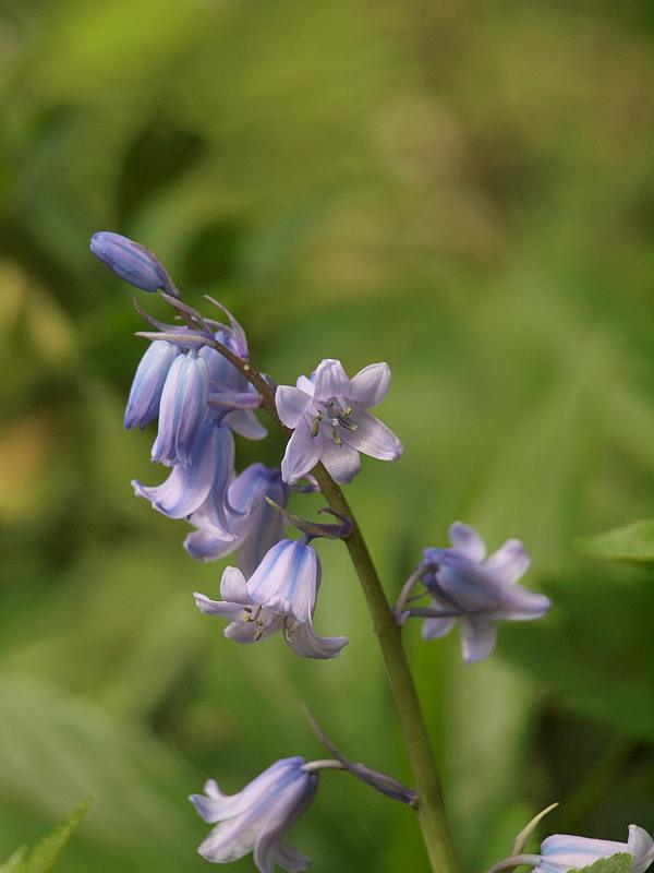 P4258431