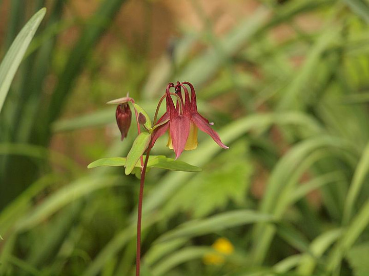 P4258457