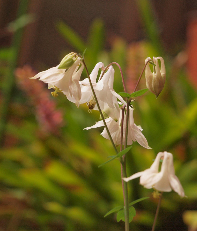 P4258461