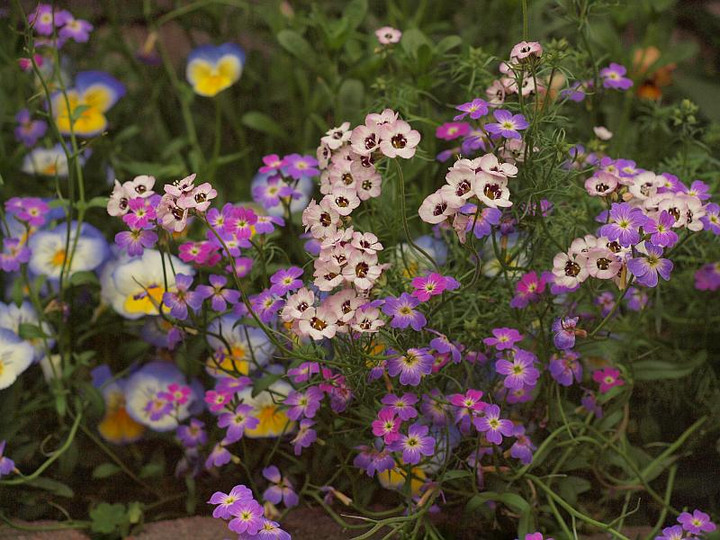 P4258466
