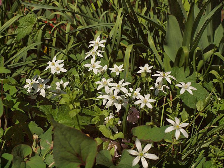 P4278546