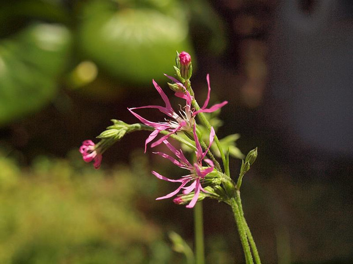P4278552