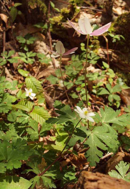 P4278660