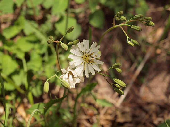 P4288959