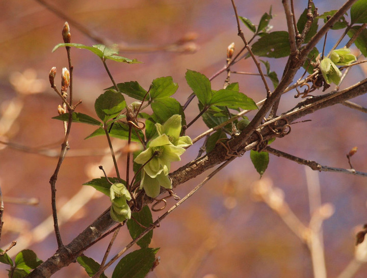 P4278855