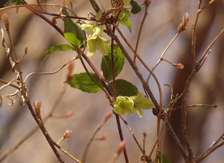 P4278856